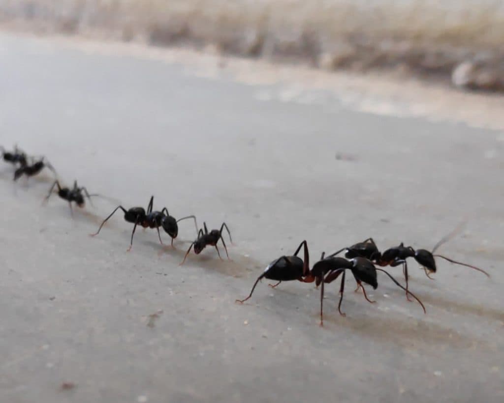 Ant Control