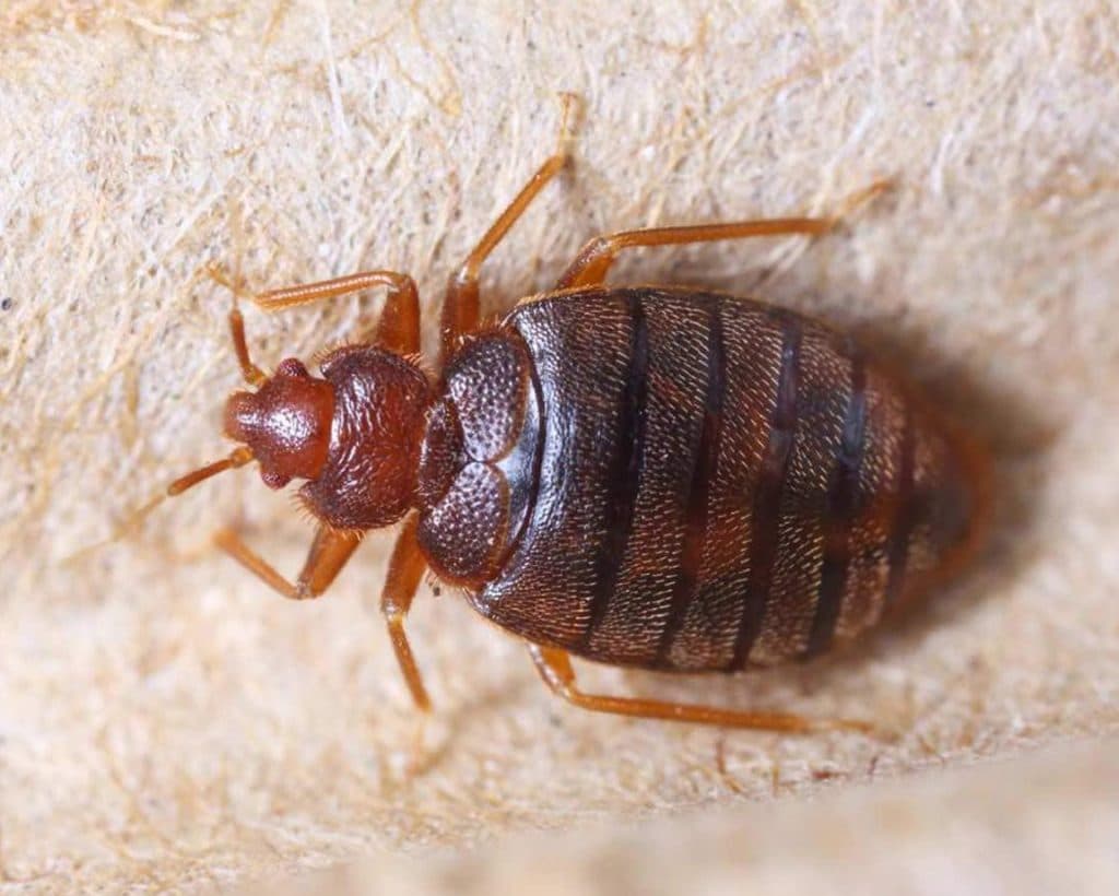 Bed Bug Treatment