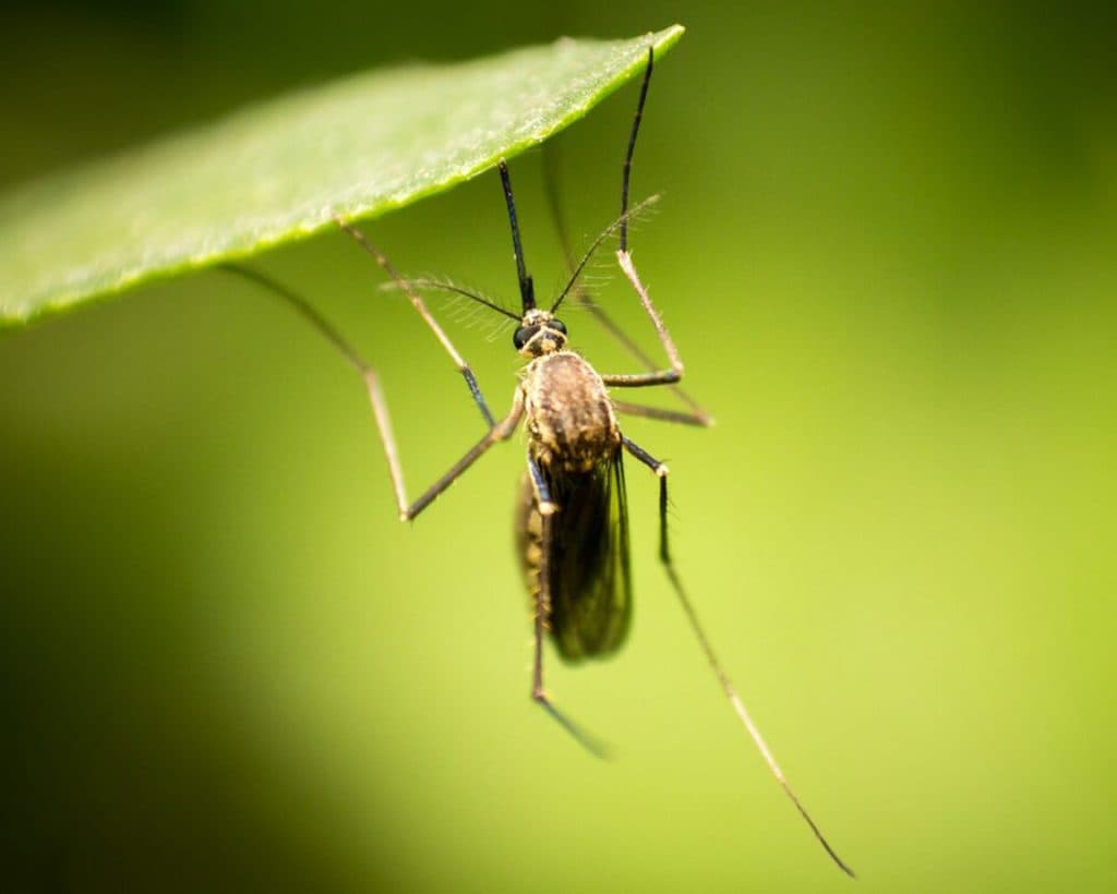 Mosquito Control